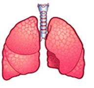 pulmones.JPG