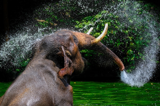elefante de agua asiatico