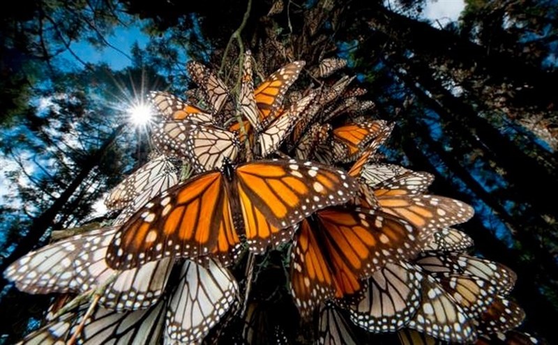 La magia de la naturaleza Migración de las mariposas monarca