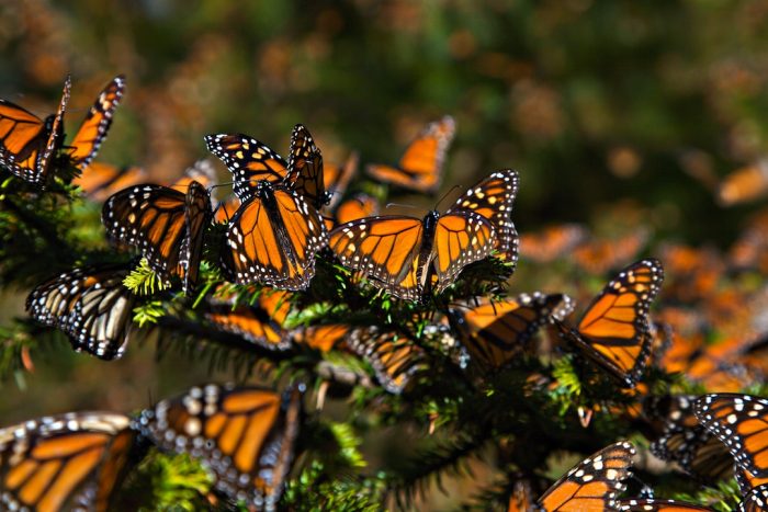 La magia de la naturaleza Migración de las mariposas monarca