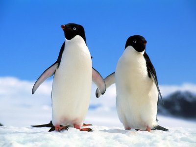 actualización de google penguin